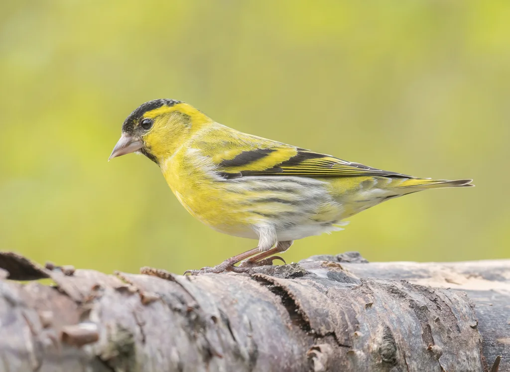 黄雀(Spinus spinus)