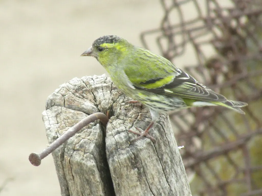 黄雀(Spinus spinus)