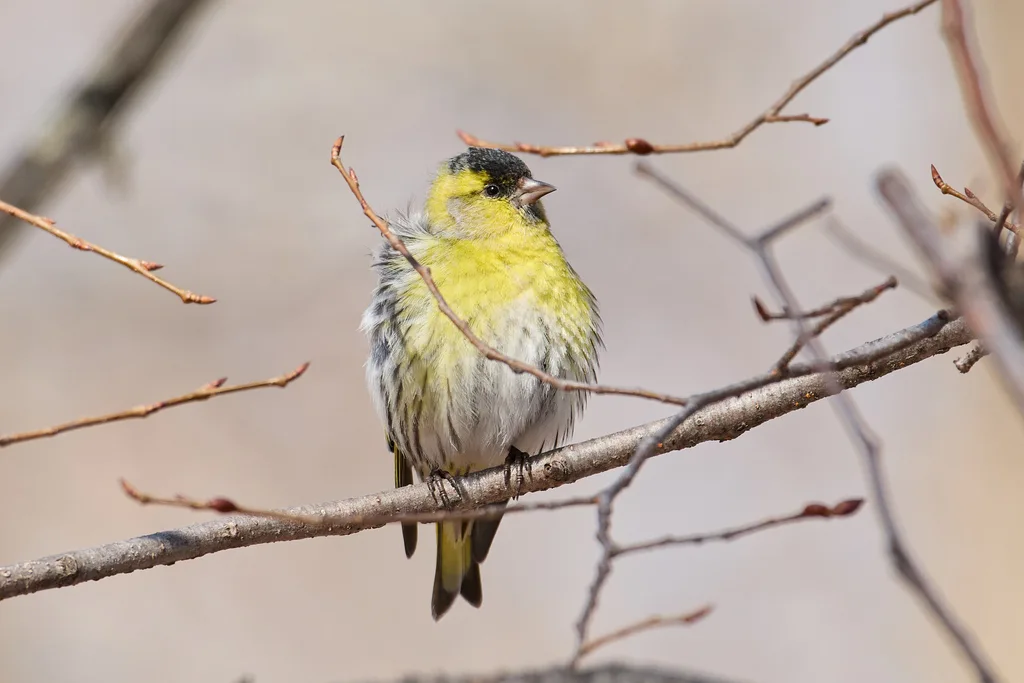 黄雀(Spinus spinus)