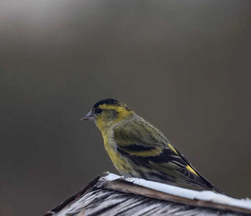 黄雀(Spinus spinus)