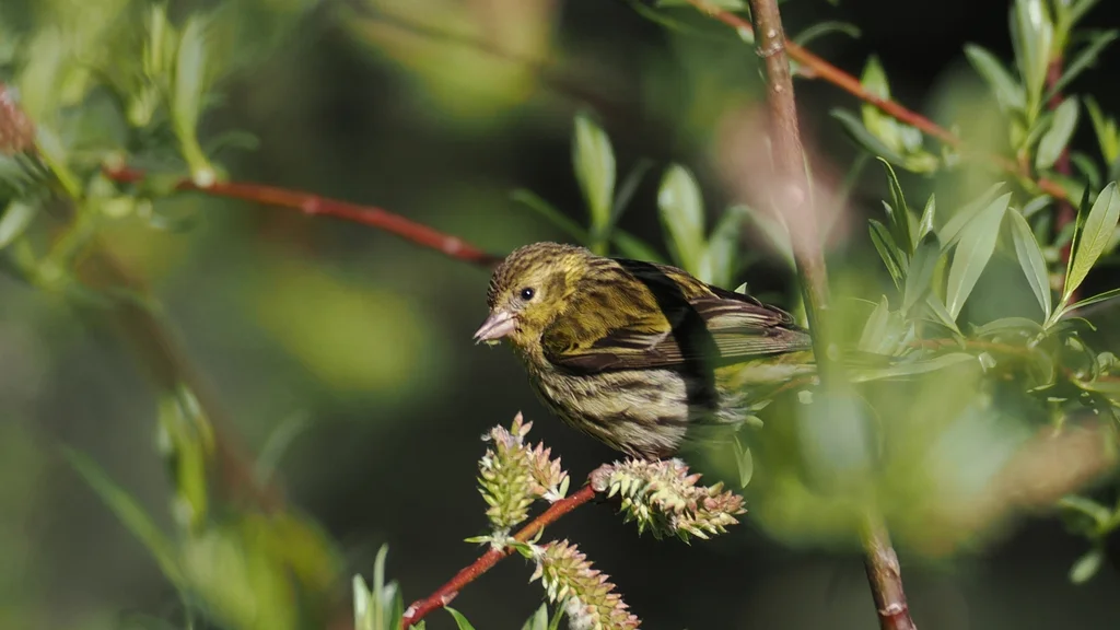 藏黄雀（Spinus thibetanus）