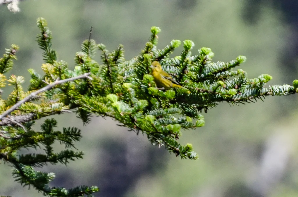 藏黄雀（Spinus thibetanus）