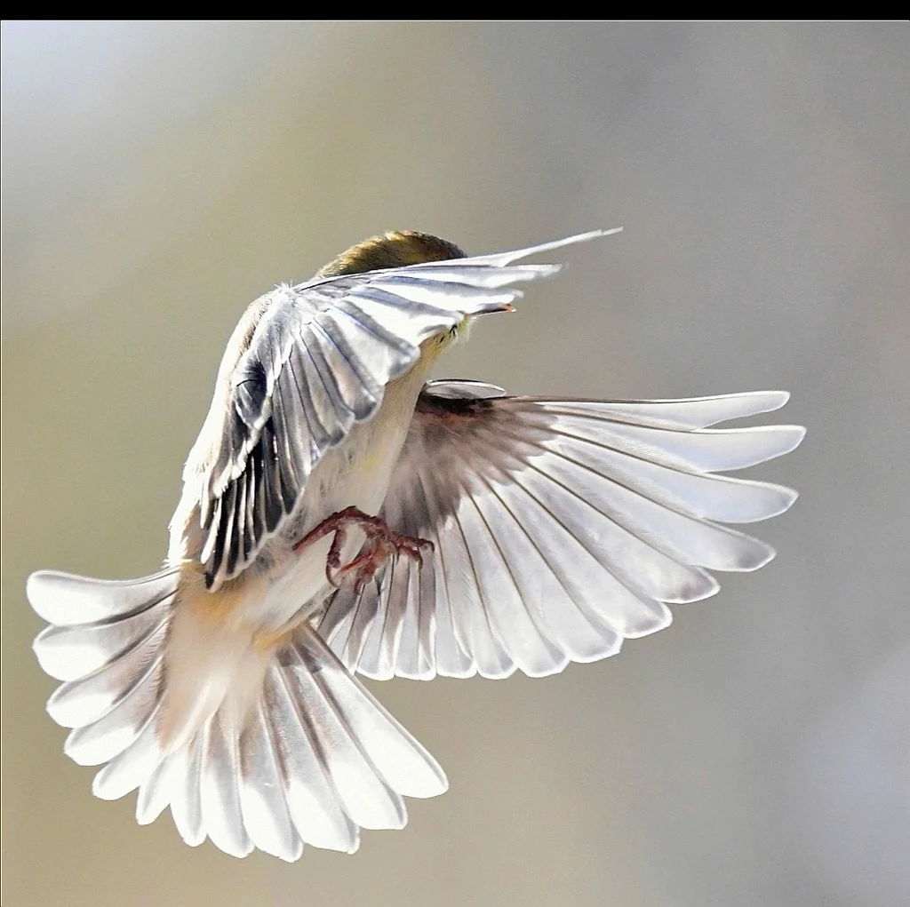 北美金翅雀(Spinus tristis)