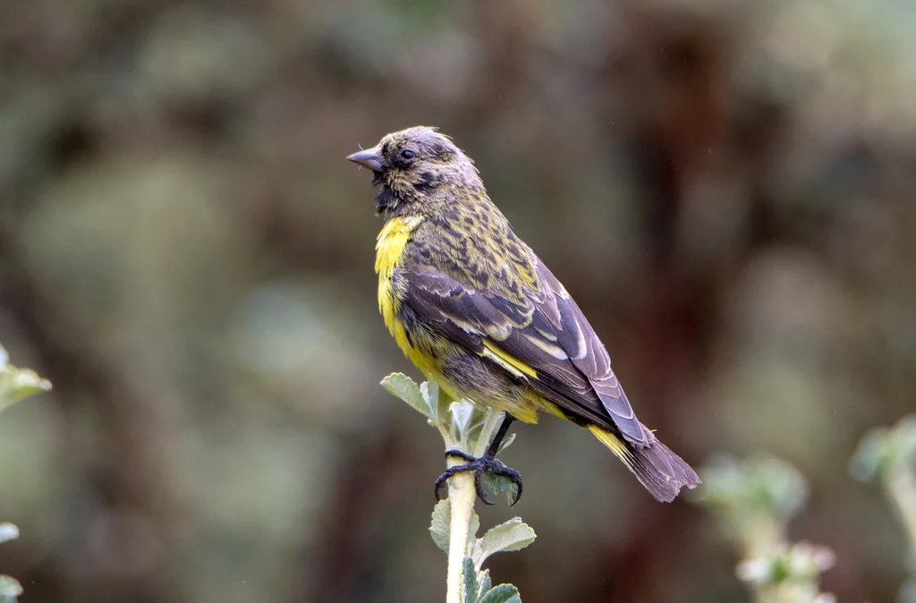 黄腰金翅雀（Spinus uropygialis）