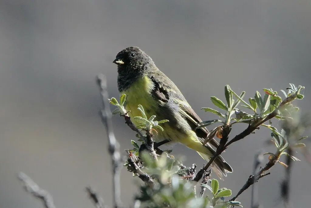 黄腰金翅雀（Spinus uropygialis）