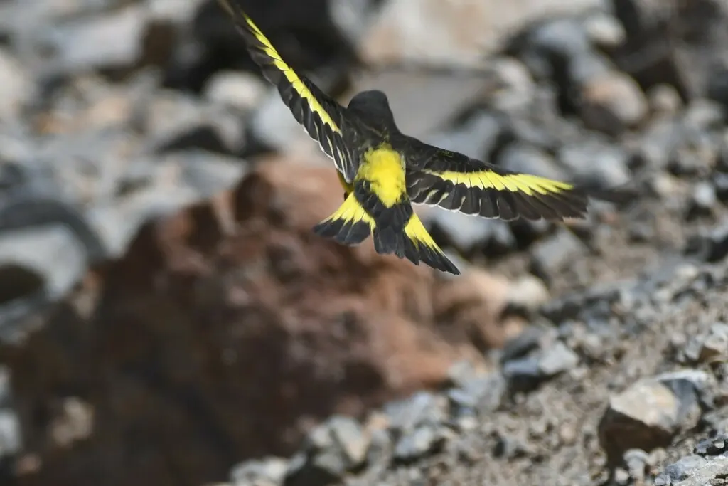 黄腰金翅雀（Spinus uropygialis）