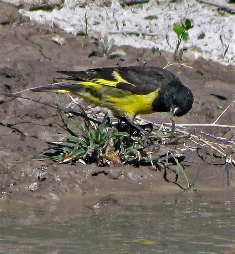 黄腰金翅雀（Spinus uropygialis）