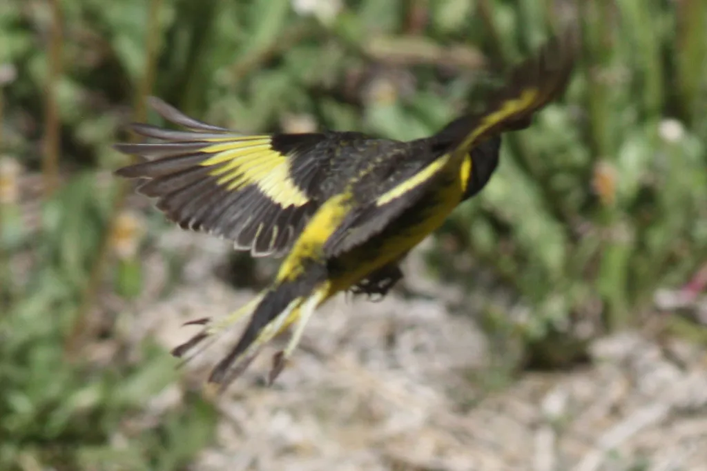 黄腰金翅雀（Spinus uropygialis）