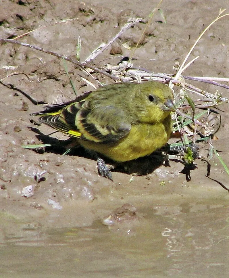 黄腰金翅雀（Spinus uropygialis）
