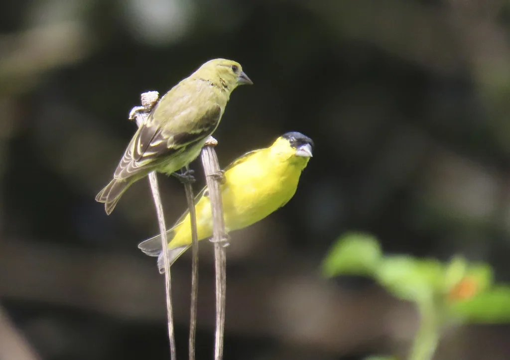 黄脸金翅雀(Spinus yarrellii)