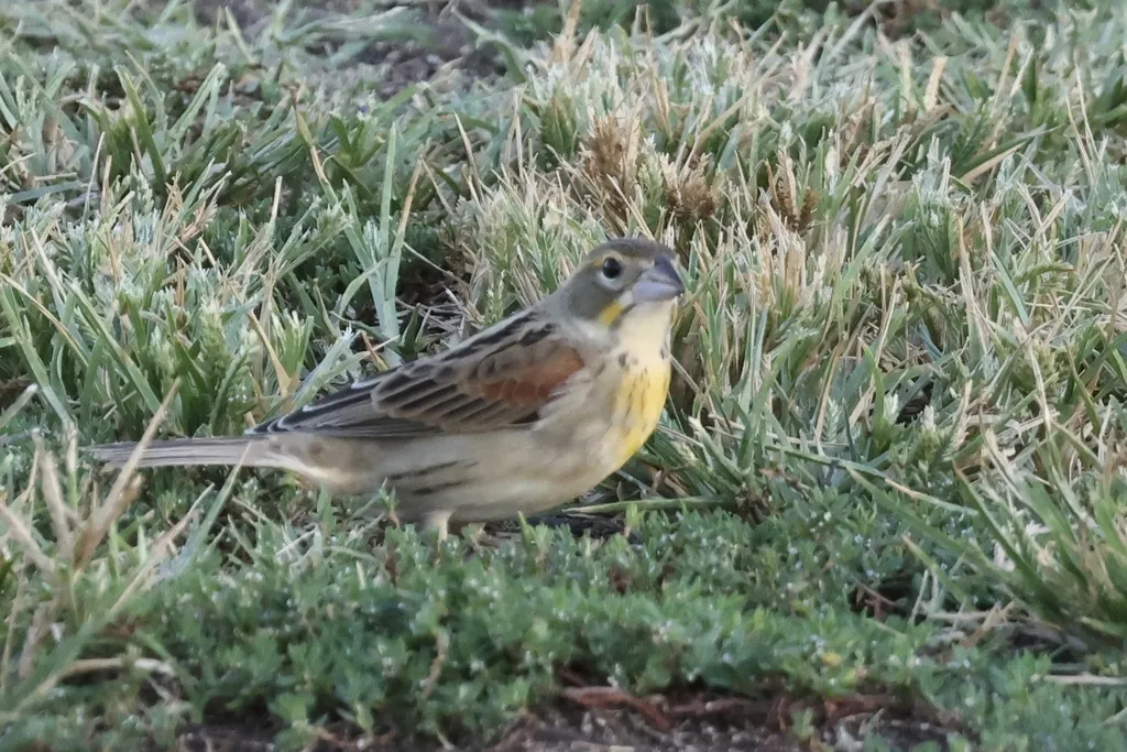 美洲雀(Spiza americana)