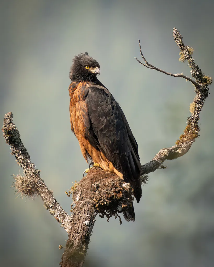 黑栗雕(Spizaetus isidori)