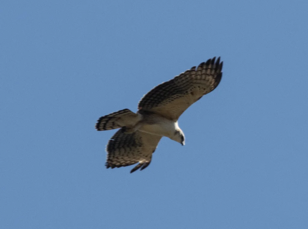 黑栗雕(Spizaetus isidori)