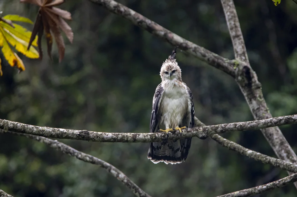 黑栗雕(Spizaetus isidori)