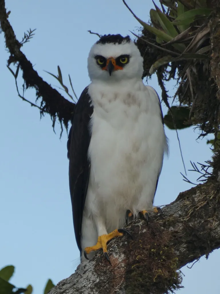 黑白鹰雕(Spizaetus melanoleucus)