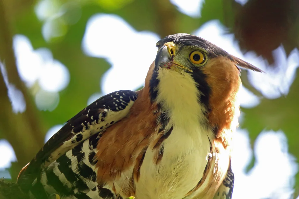 丽鹰雕(Spizaetus ornatus)