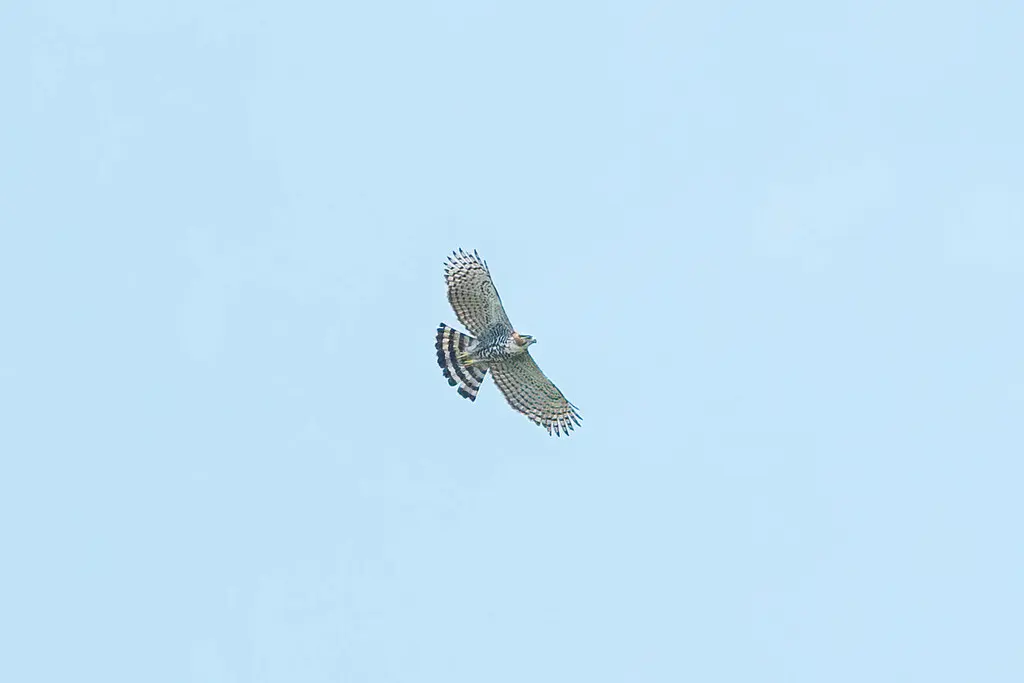 丽鹰雕(Spizaetus ornatus)