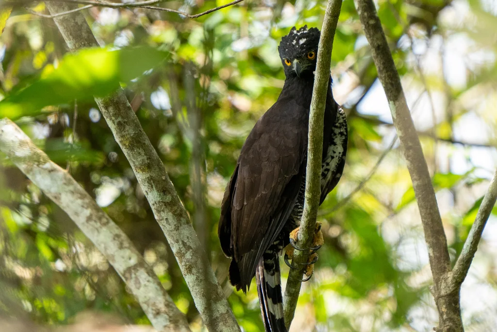 黑鹰雕(Spizaetus tyrannus)