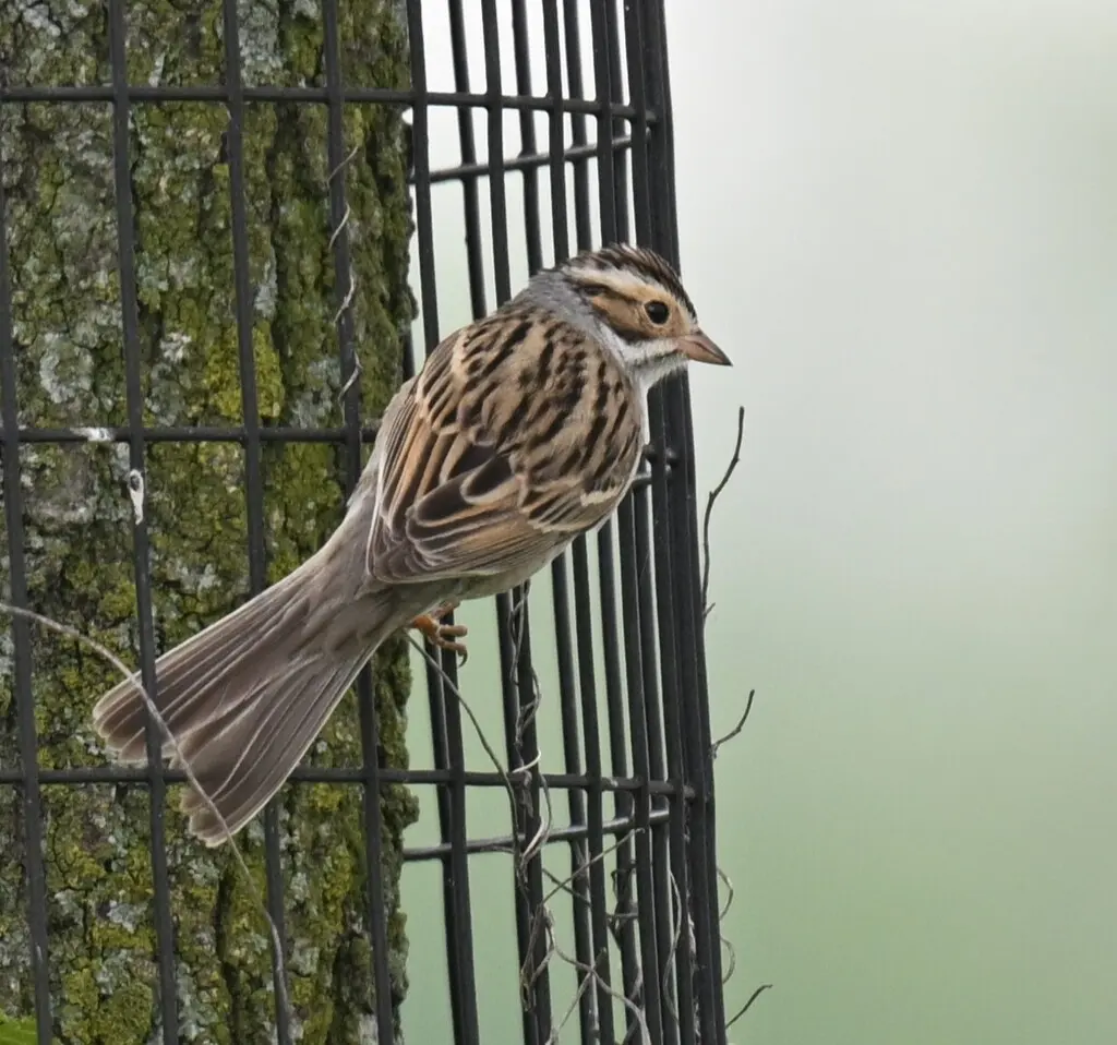 褐雀鹀(Spizella pallida)