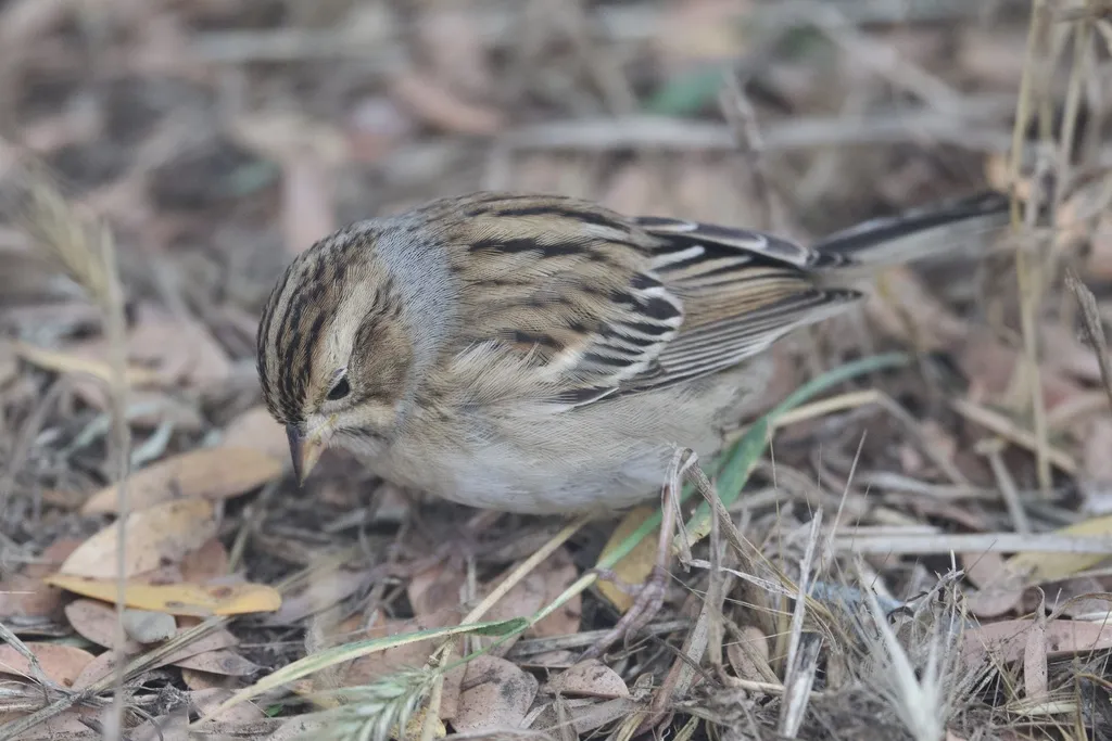 褐雀鹀(Spizella pallida)