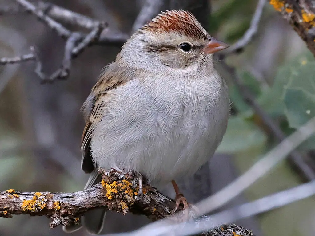 棕顶雀鹀(Spizella passerina)