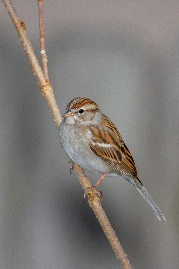 棕顶雀鹀(Spizella passerina)