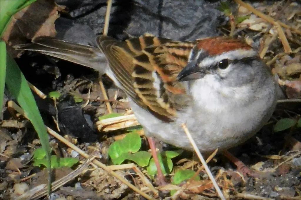 棕顶雀鹀(Spizella passerina)
