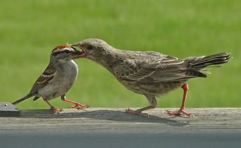 棕顶雀鹀(Spizella passerina)