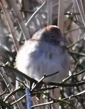 田雀鹀(Spizella pusilla)