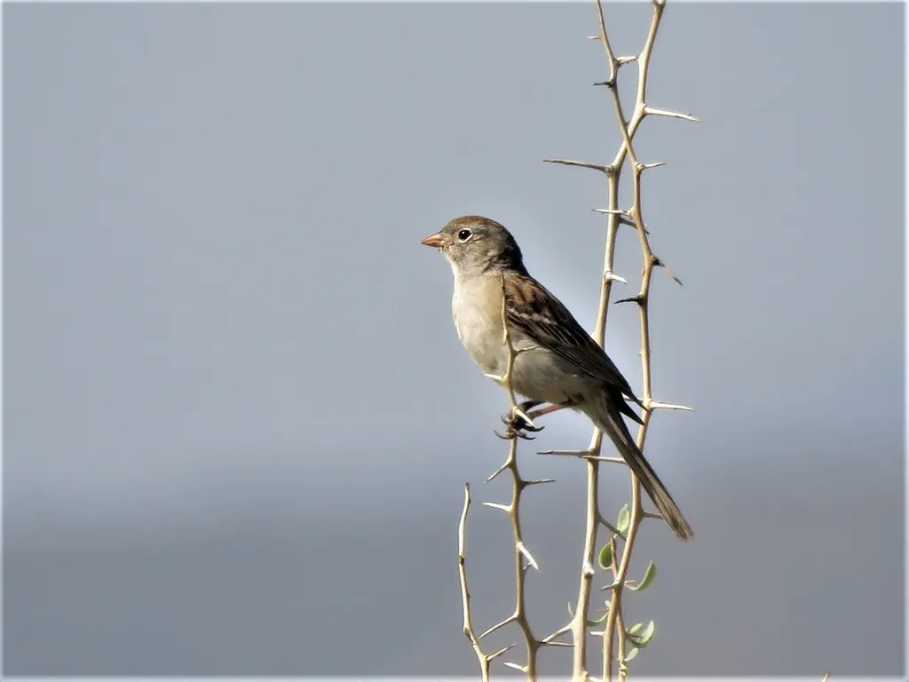 沃氏雀鹀(Spizella wortheni)