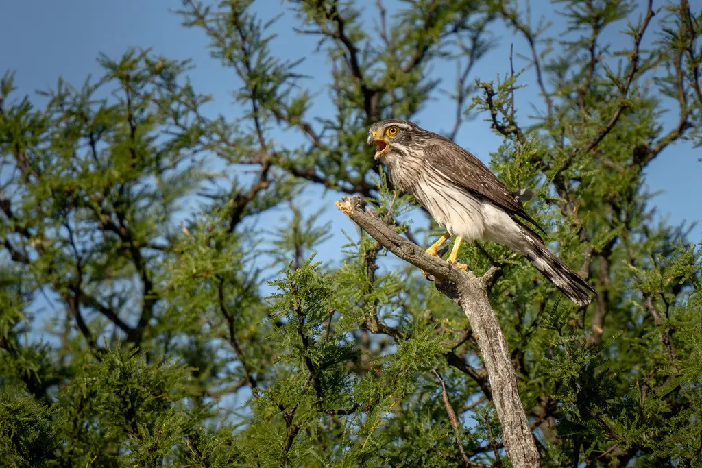 斑翅花隼(Spiziapteryx circumcincta)