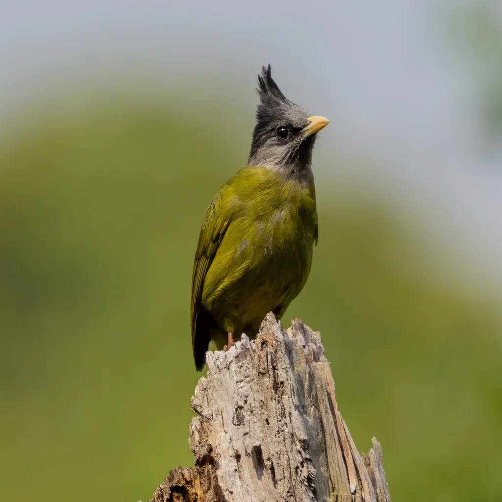 凤头雀嘴鹎(Spizixos canifrons)