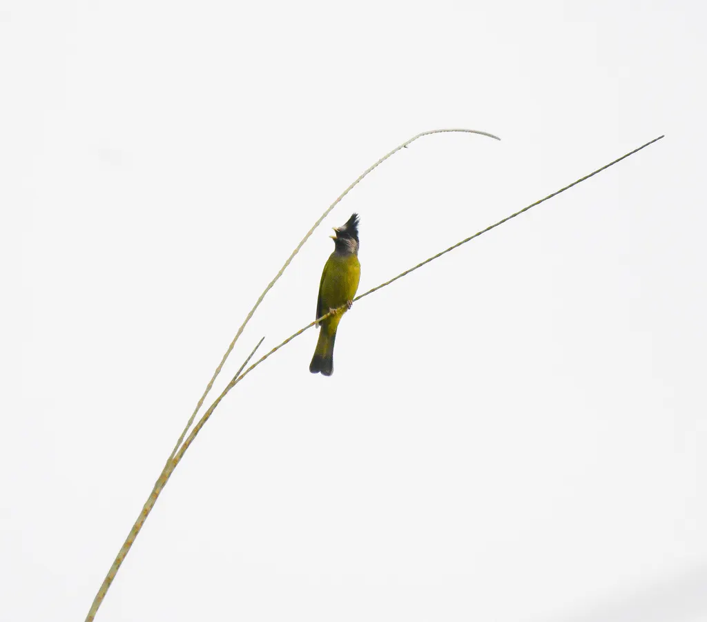 凤头雀嘴鹎(Spizixos canifrons)