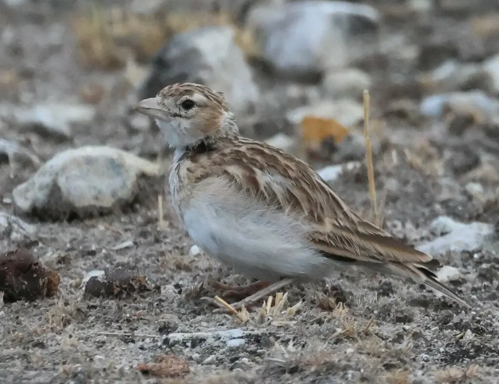 斯氏沙百灵(Spizocorys starki)