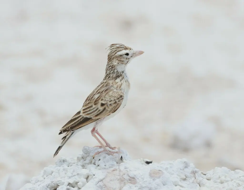 斯氏沙百灵(Spizocorys starki)