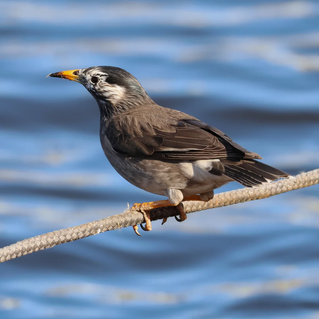 灰椋鸟（Spodiopsar cineraceus）