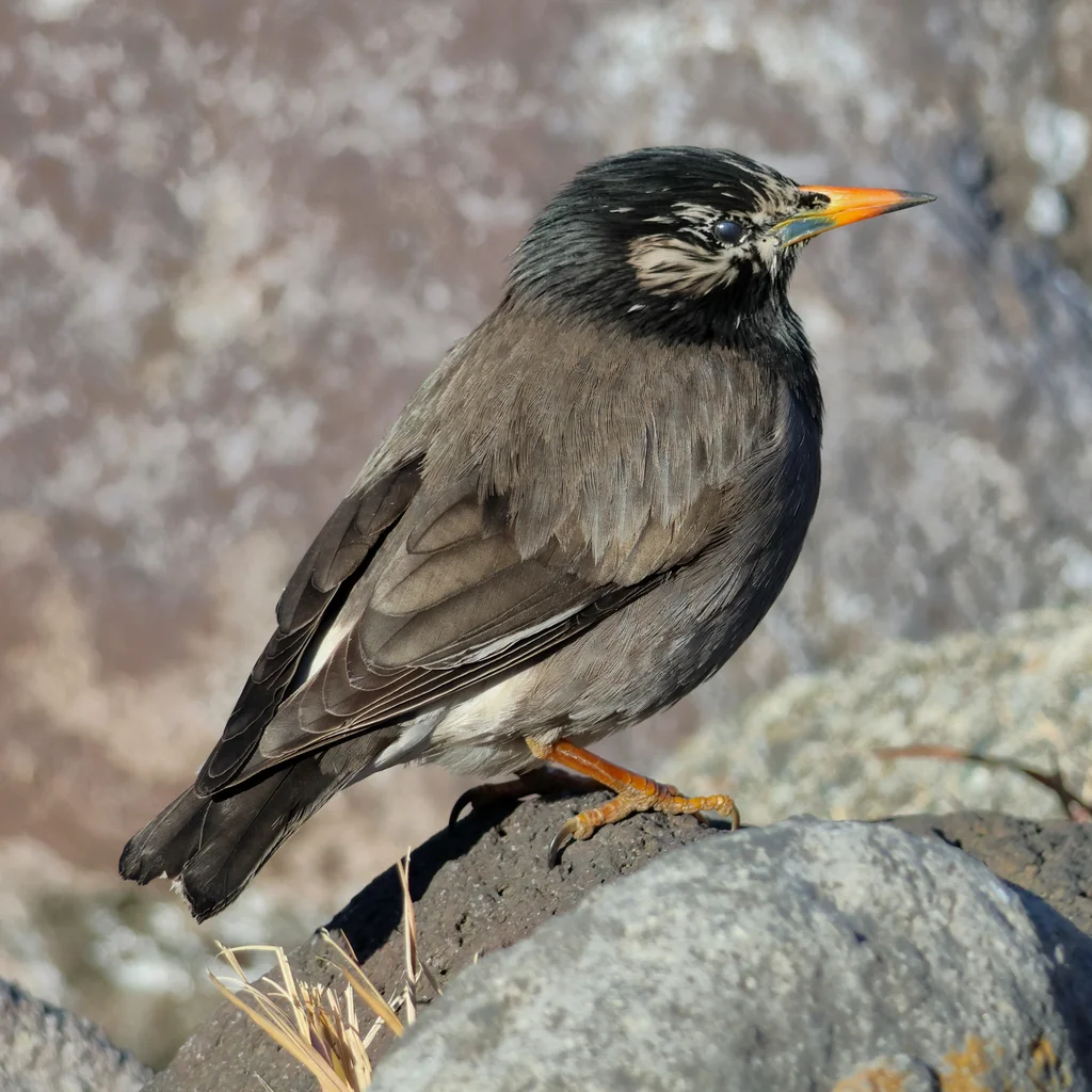 灰椋鸟（Spodiopsar cineraceus）