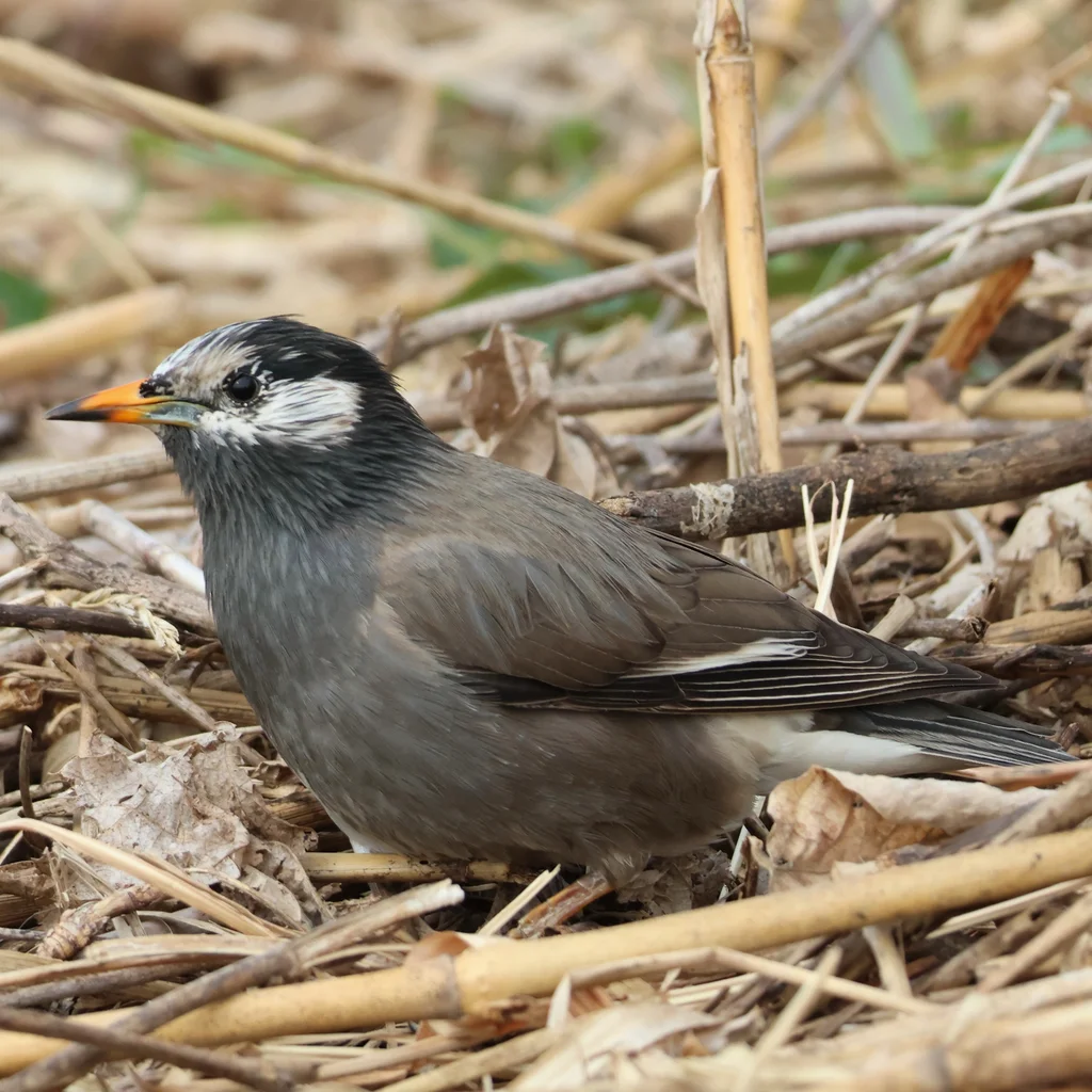 灰椋鸟（Spodiopsar cineraceus）
