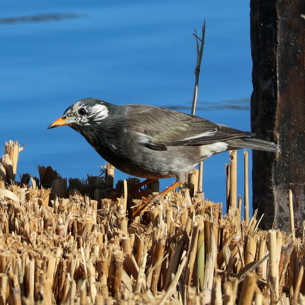 灰椋鸟（Spodiopsar cineraceus）