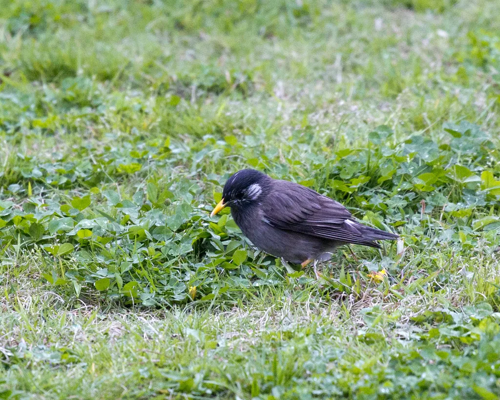 灰椋鸟（Spodiopsar cineraceus）