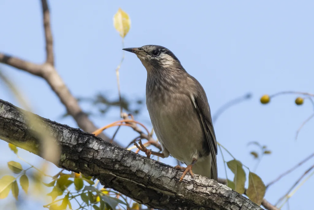 灰椋鸟（Spodiopsar cineraceus）
