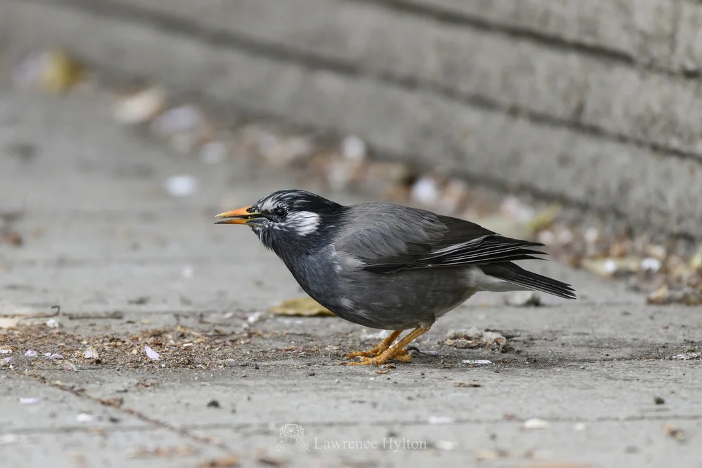 灰椋鸟（Spodiopsar cineraceus）