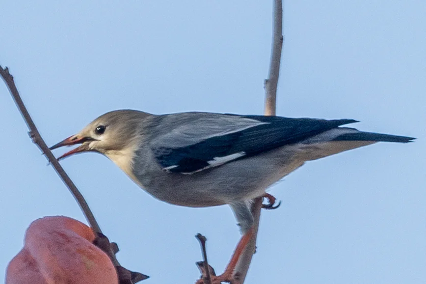 丝光椋鸟(Spodiopsar sericeus)
