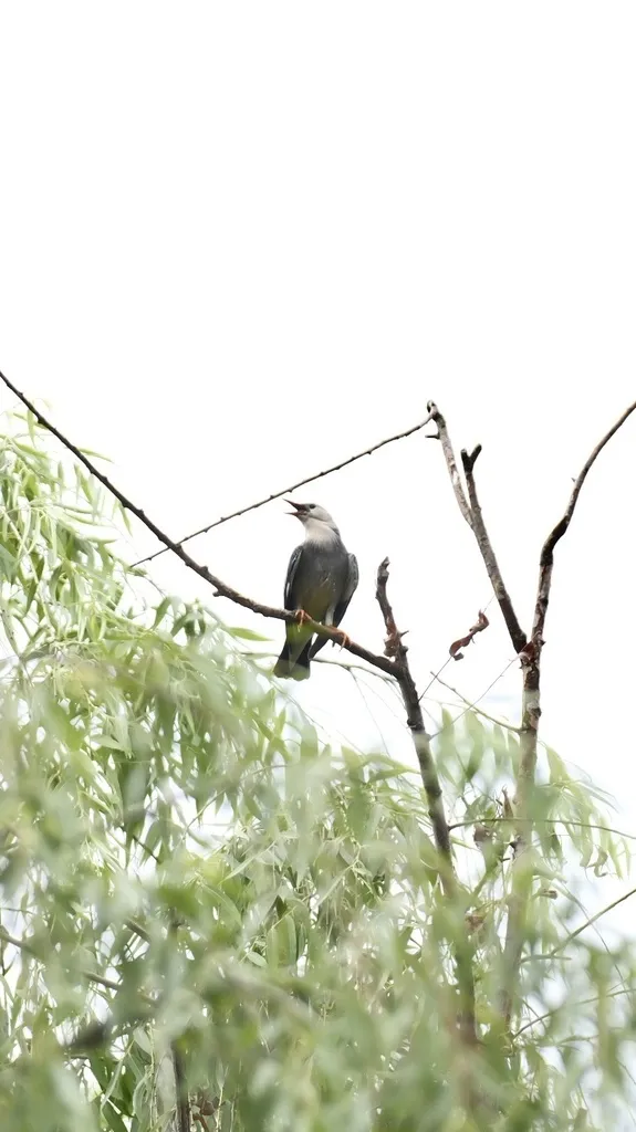 丝光椋鸟(Spodiopsar sericeus)