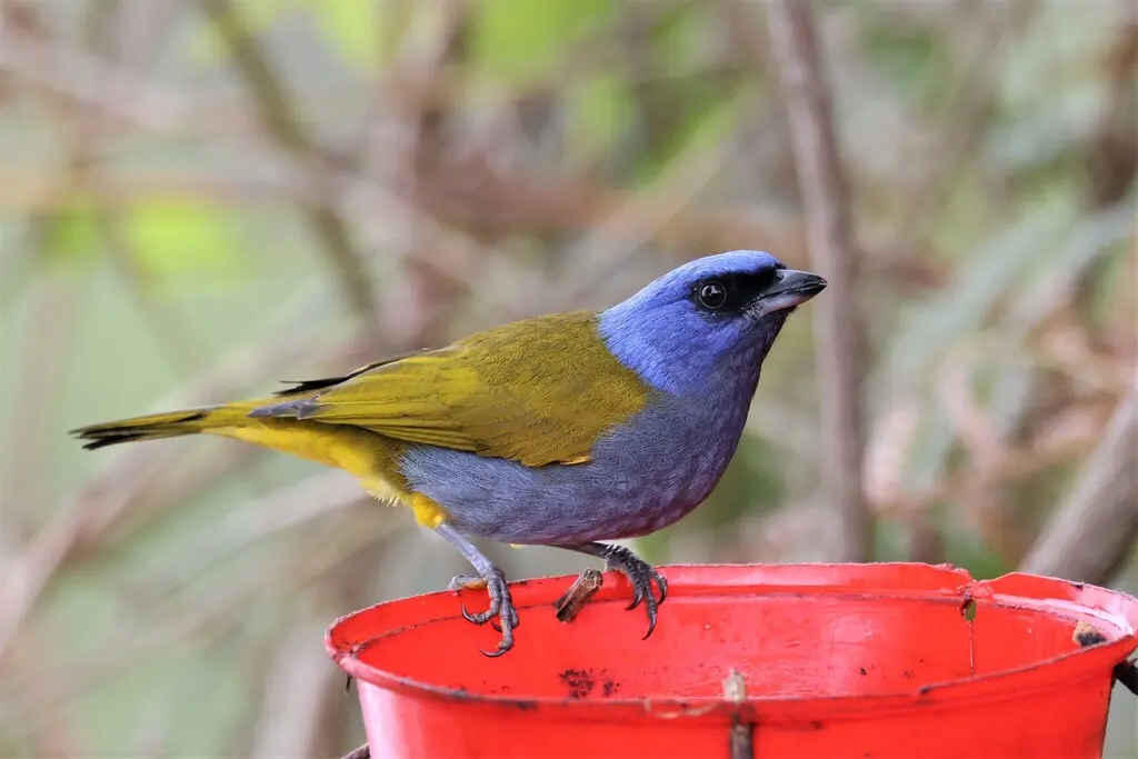 蓝枕裸鼻雀（Sporathraupis cyanocephala）