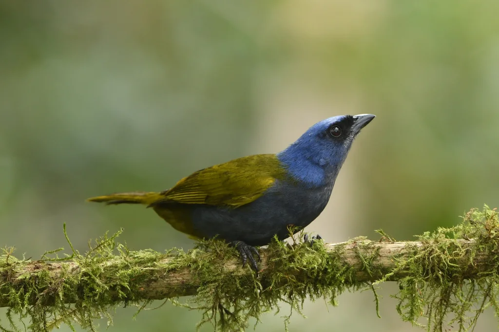 蓝枕裸鼻雀（Sporathraupis cyanocephala）