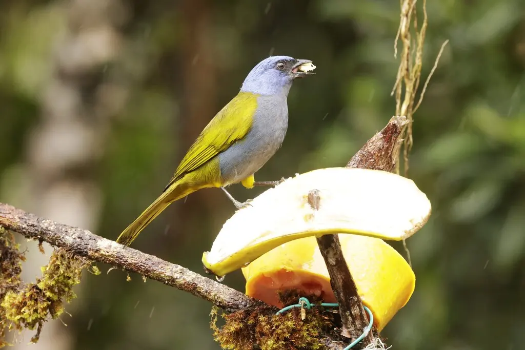 蓝枕裸鼻雀（Sporathraupis cyanocephala）