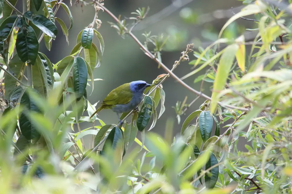 蓝枕裸鼻雀（Sporathraupis cyanocephala）