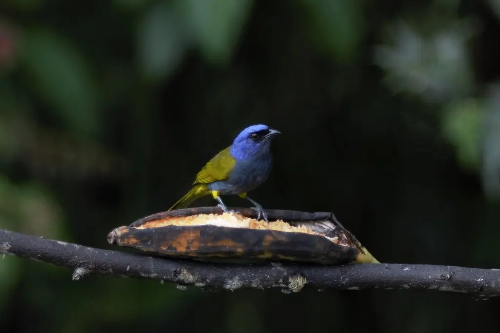 蓝枕裸鼻雀（Sporathraupis cyanocephala）