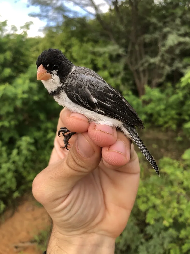 白喉食籽雀（Sporophila albogularis）